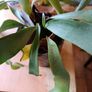 Free staghorn fern Image 5