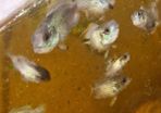 Blue Acara cichlid