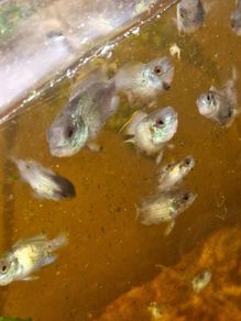Blue Acara cichlid