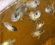 Blue Acara cichlid