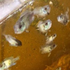 Blue Acara cichlid