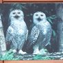 Fauna Postcards Image 4