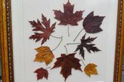 Framed Leaves