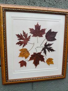 Framed Leaves