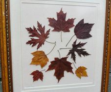 Framed Leaves