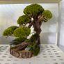 Bonsai Tree with natural moss 30x40cm Image 4