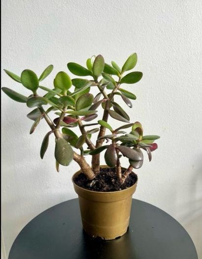 jade plant
