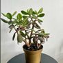 jade plant Image 2