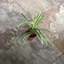 SpiderPlants - multiple sizes available! Image 5
