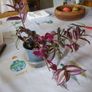 tradescantia Image 3