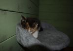 Kitten