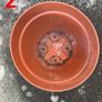 Garden Flower Plant Pots Image 5