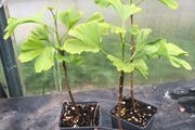 Ginkgo biloba - Maidenhair Tree
