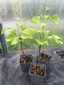 Ginkgo biloba - Maidenhair Tree