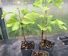 Ginkgo biloba - Maidenhair Tree