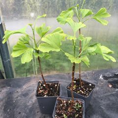 Ginkgo biloba - Maidenhair Tree