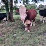Bull Image 3