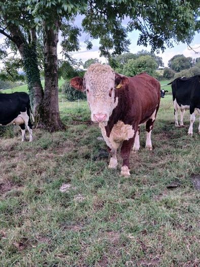 Bull