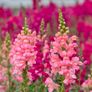 (S) Snapdragon Kimosy seeds 0.1g (415564) Image 4
