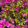 Azaleas, Evergreen Shrubs Image 6
