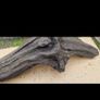 bog oak Image 2