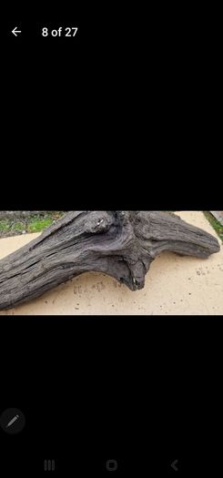 bog oak