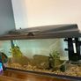 Tropical fish tank Image 8