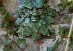 Green Man wall plaques