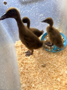 Khaki Campbell Ducklings