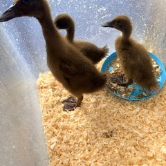 Khaki Campbell Ducklings