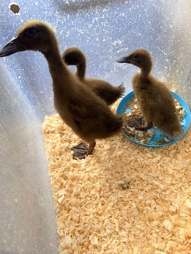 Khaki Campbell Ducklings