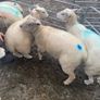 Ewe Lambs Image 3
