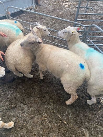 Ewe Lambs