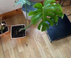 plant