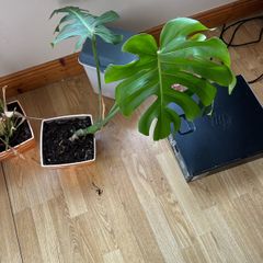 plant