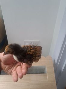 3 gold sebright chicks