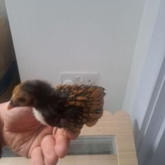 3 gold sebright chicks