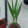 4 Lucifer Plants Image 3