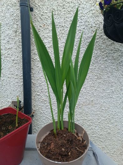 4 Lucifer Plants