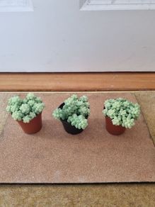 Burro's tail succulent