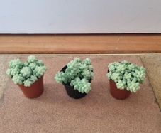 Burro's tail succulent