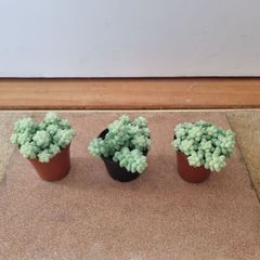 Burro's tail succulent