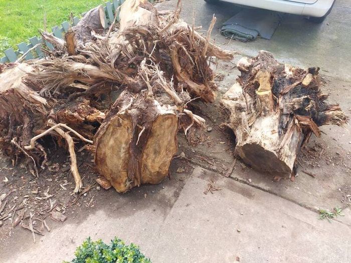 Free wood