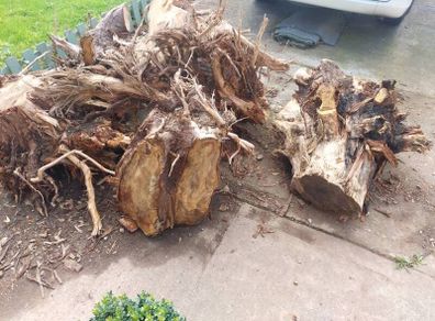 Free wood