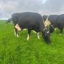 Milking cows Image 5