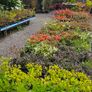 Azaleas, Flowering Plants Image 8