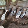 Fertile hatching eggs Image 8