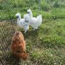 3 Silkie Roosters Image 2