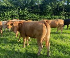 Cattle