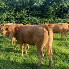 Cattle